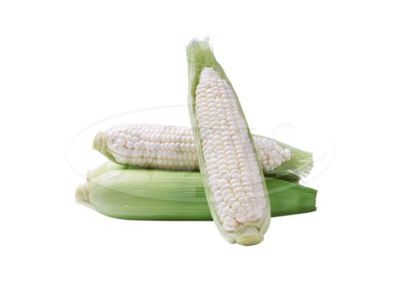 White Corn / Jagung Putih